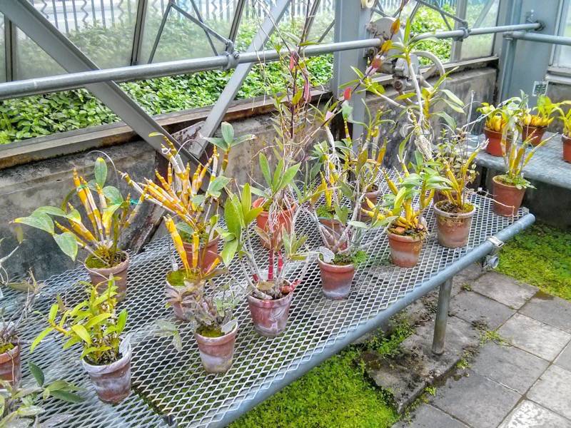 北海道大学植物園 温室園B棟６食虫植物 ８号室