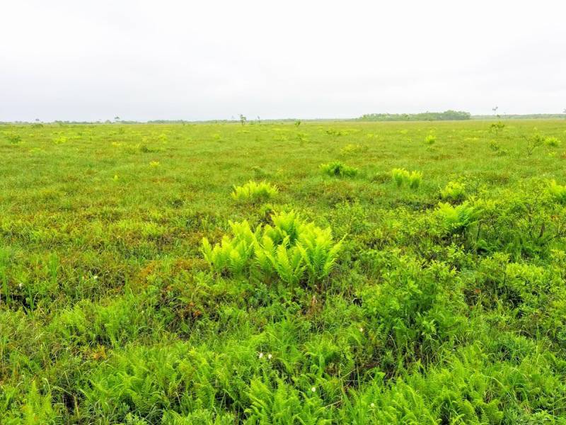 温根内木道7−2.jpg 温根内木道7−2