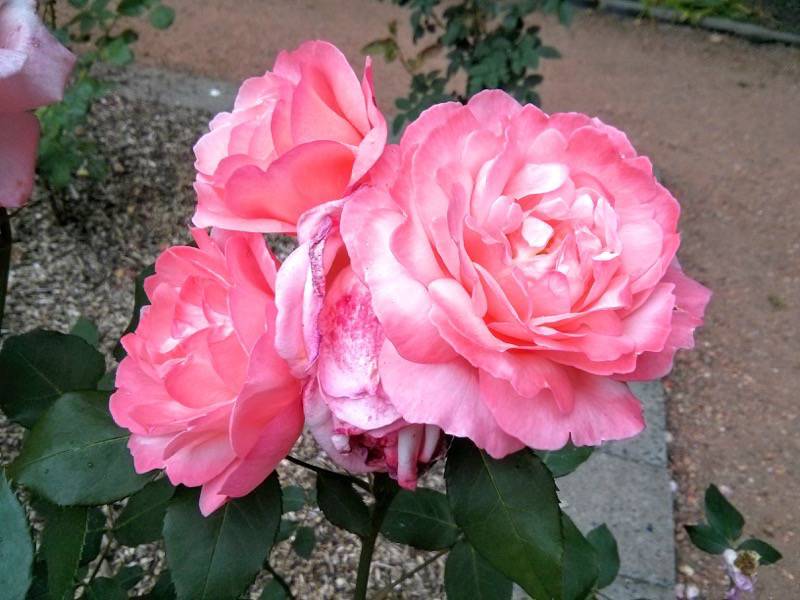 北海道大学植物園-バラ園28マ・パーキンス.jpg 北海道大学植物園 バラ園28マ パーキンス