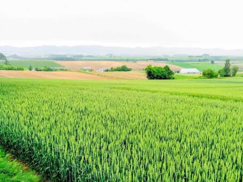 美瑛 三愛の丘２