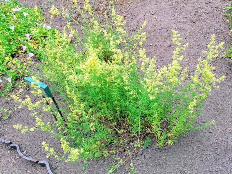 北海道大学植物園 草本分科園１１キバナカワラマツバ１