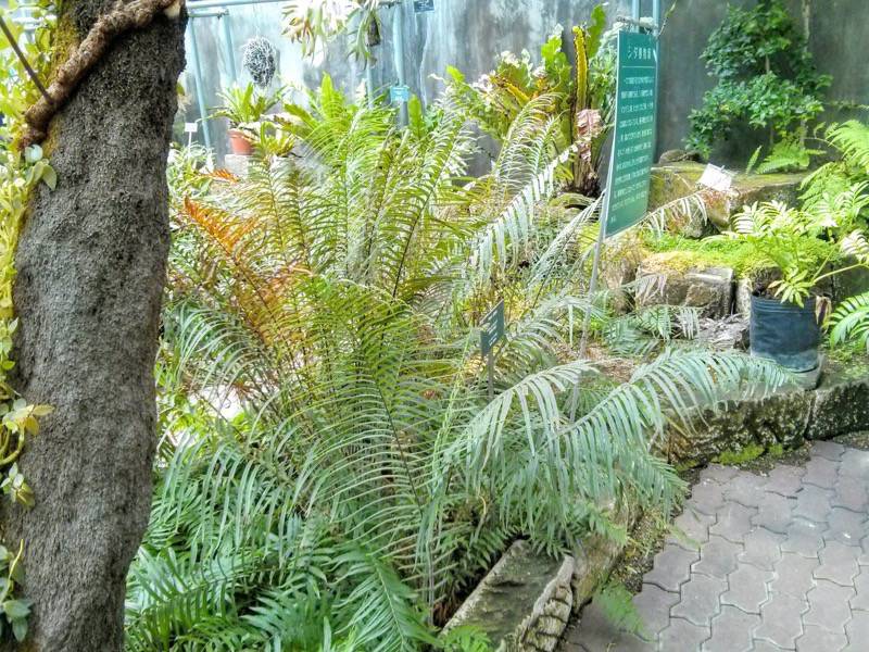 北海道大学植物園 温室園A棟７シダ植物 ３号室
