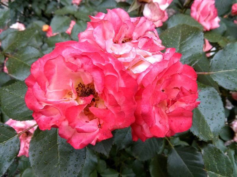 北海道大学植物園-バラ園26ルンバ.jpg 北海道大学植物園 バラ園26ルンバ