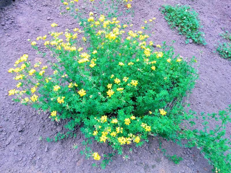 北海道大学植物園 草本分科園１８セイヨウミヤコグサ１