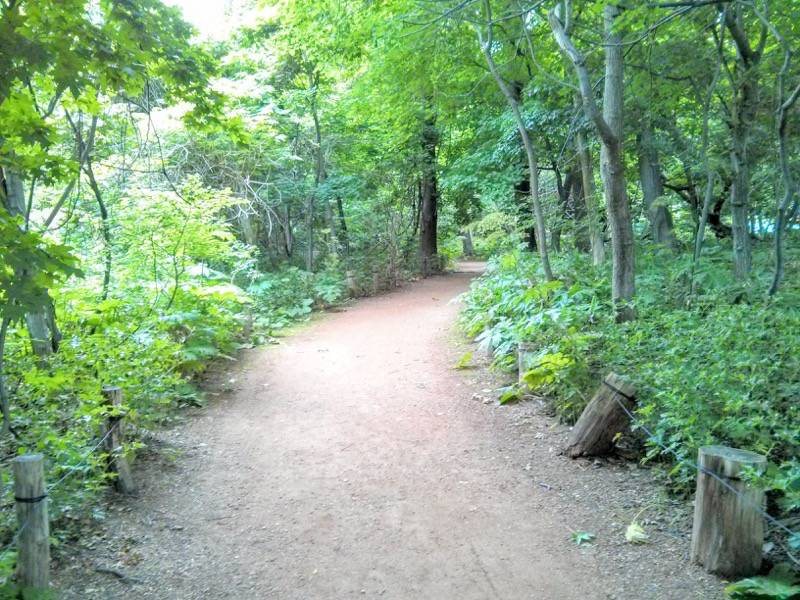 北海道大学植物園-自然林1.jpg 北海道大学植物園 自然林1