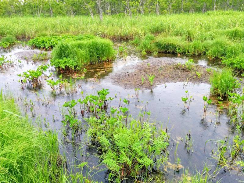 温根内木道6−2.jpg 温根内木道6−2