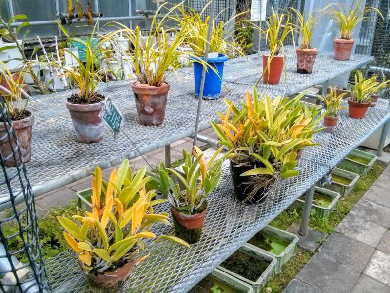 北海道大学植物園 温室園B棟７食虫植物 ８号室