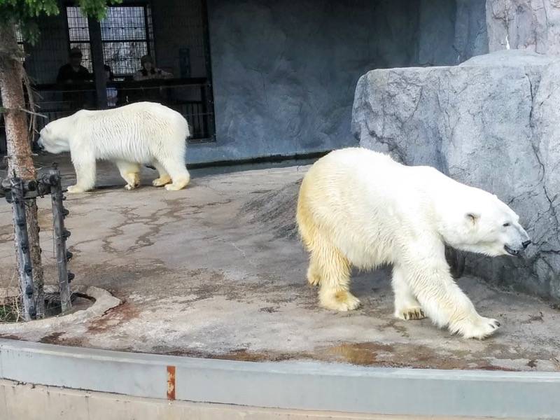 旭山動物園 ホッキョクグマ２