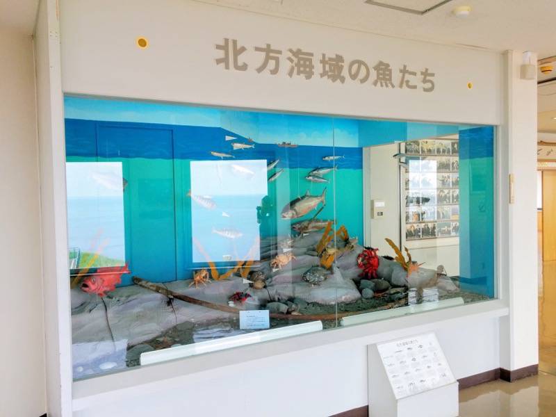 納沙布岬望郷の家 ２F北方海域の魚たち