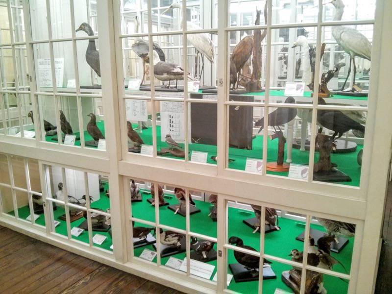 北海道大学植物園-博物館内9鳥類.jpg 北海道大学植物園 博物館内9鳥類