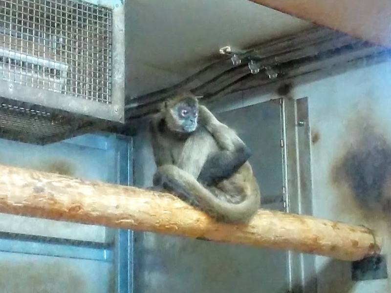 旭山動物園-ジェフロイクモザル1.jpg 旭山動物園 ジェフロイクモザル1