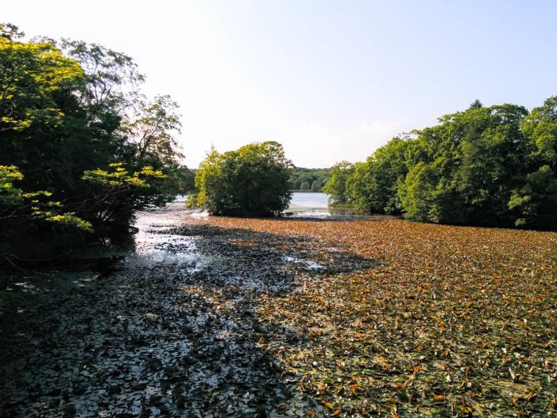 大沼公園-夕日の道3.jpg 大沼公園 夕日の道3
