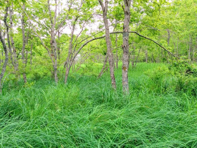 温根内木道1−5.jpg 温根内木道1−5