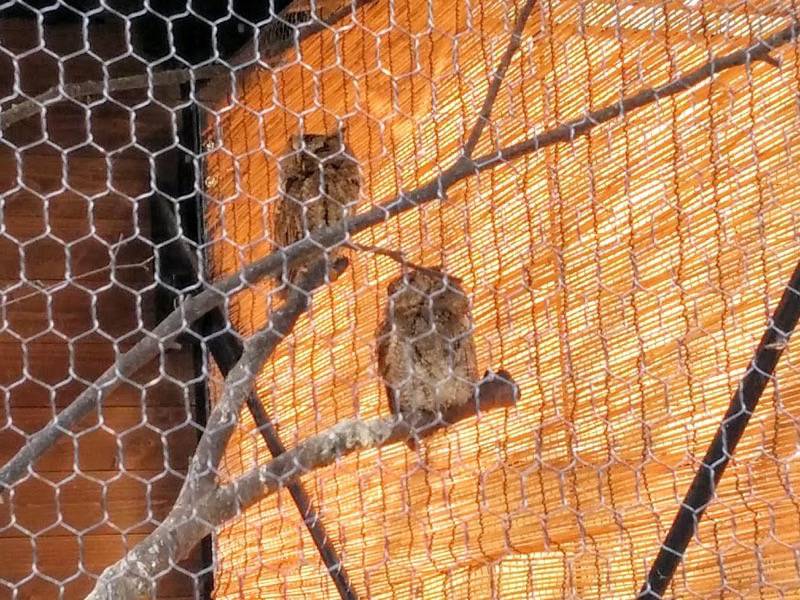 旭山動物園-オオコノハズク.jpg 旭山動物園 オオコノハズク