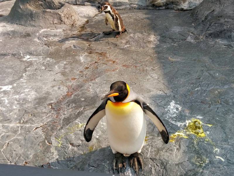 旭山動物園 ペンギン１