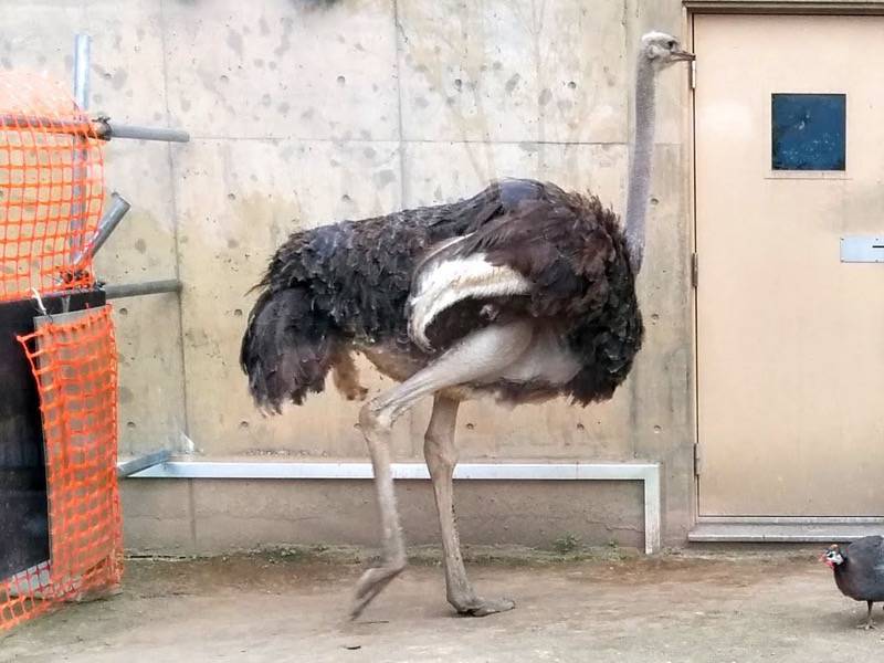 旭山動物園-ダチョウ2.jpg 旭山動物園 ダチョウ2