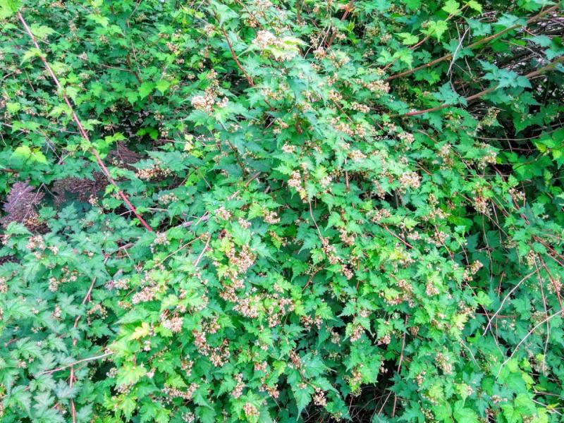 北海道大学植物園 灌木園の花５コゴメウツギ