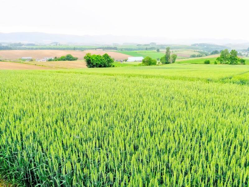 美瑛 三愛の丘５