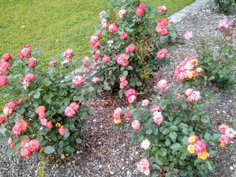 北海道大学植物園-バラ園25ルンバ.jpg 北海道大学植物園 バラ園25ルンバ