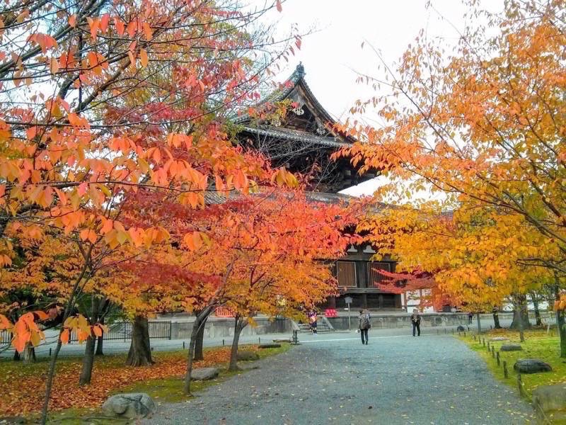 東寺 金堂前の紅葉