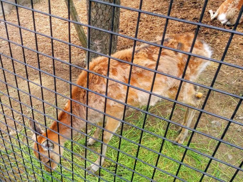 旭山動物園-エゾシカ2.jpg 旭山動物園 エゾシカ2