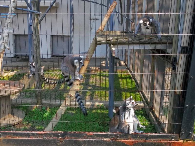 旭山動物園-ワオキツネザル2.jpg 旭山動物園 ワオキツネザル2