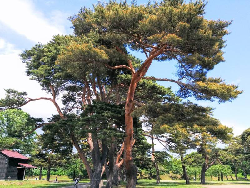 五稜郭公園-アカマツ13.jpg 五稜郭公園 アカマツ13