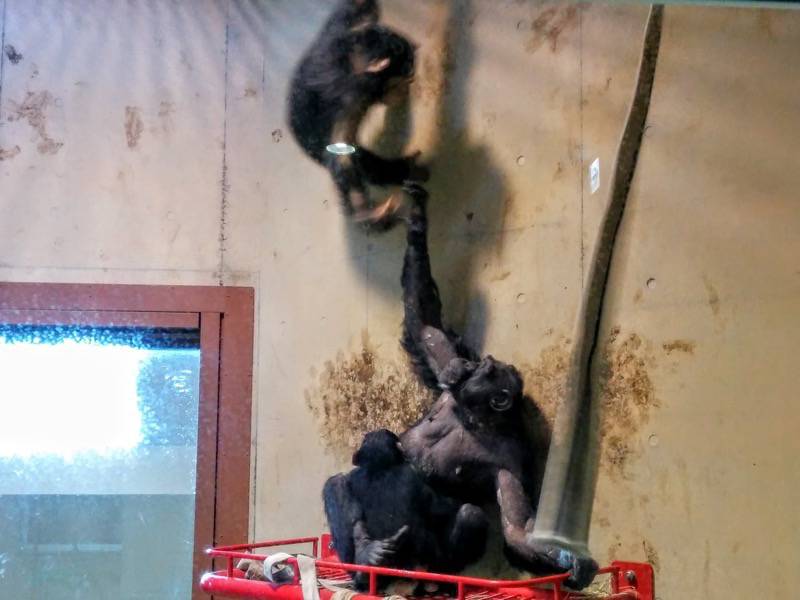 旭山動物園-チンパンジー6.jpg 旭山動物園 チンパンジー6