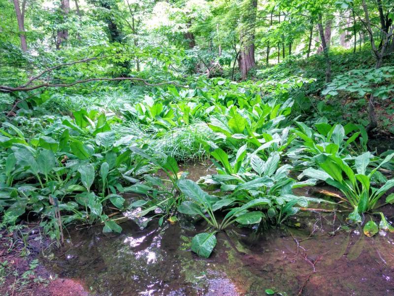 北海道大学植物園-宮部金吾記念館〜灌木園間4.jpg 北海道大学植物園 宮部金吾記念館 灌木園間4