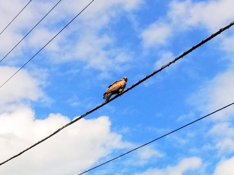 大沼公園-大島の路-釣堀太公園の鳥.jpg 大沼公園 大島の路 釣堀太公園の鳥