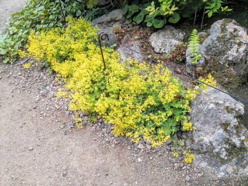 北海道大学植物園-高山植物園2.jpg 北海道大学植物園 高山植物園2