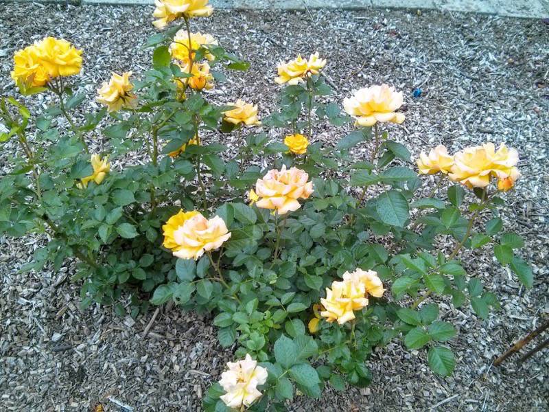 北海道大学植物園-バラ園23ゴールドバニー.jpg 北海道大学植物園 バラ園23ゴールドバニー