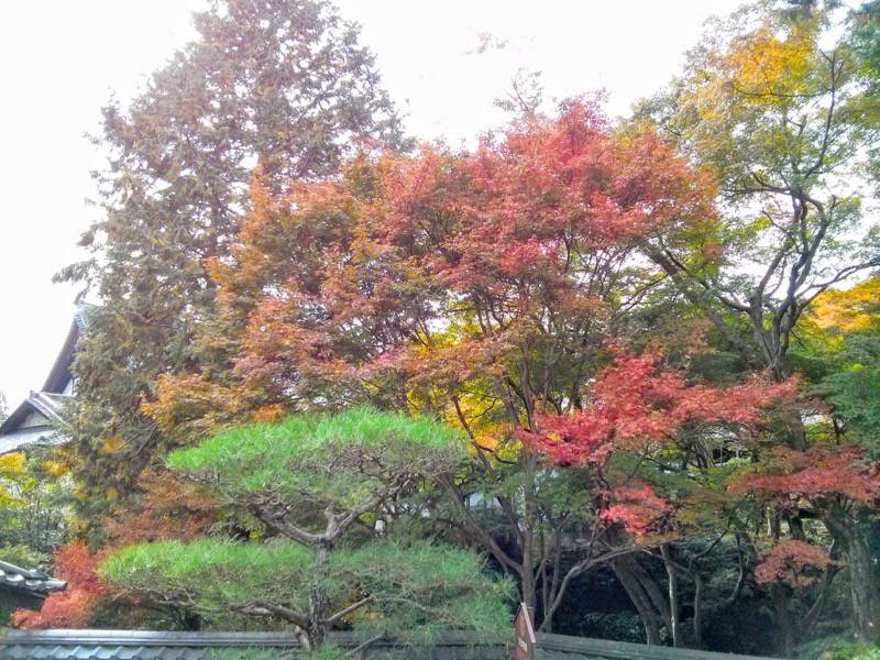 東福寺 龍吟庵の紅葉１