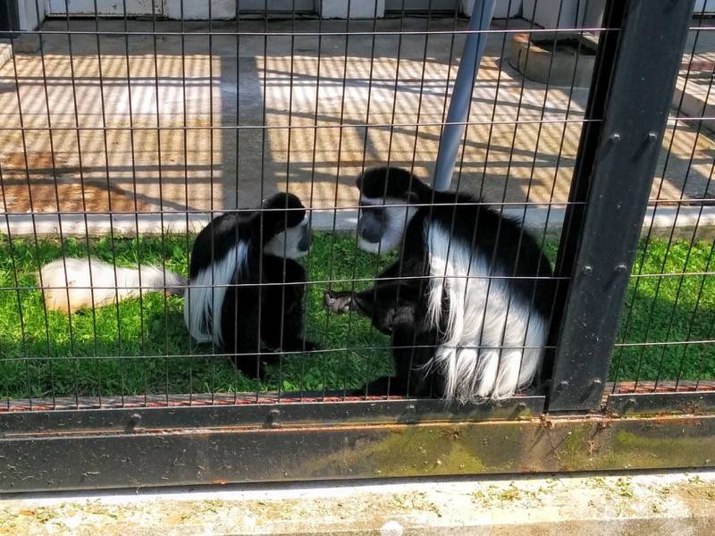 旭山動物園-アビシニアコロブス1.jpg 旭山動物園 アビシニアコロブス1