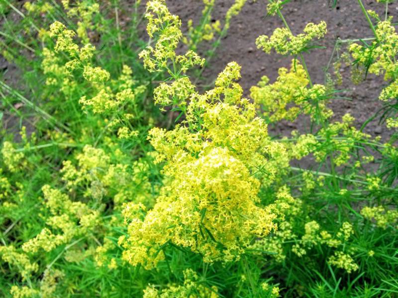 北海道大学植物園 草本分科園１２キバナカワラマツバ２