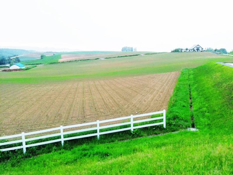 美瑛 新栄の丘４