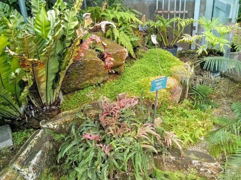 北海道大学植物園 温室園A棟１３シダ植物 ３号室