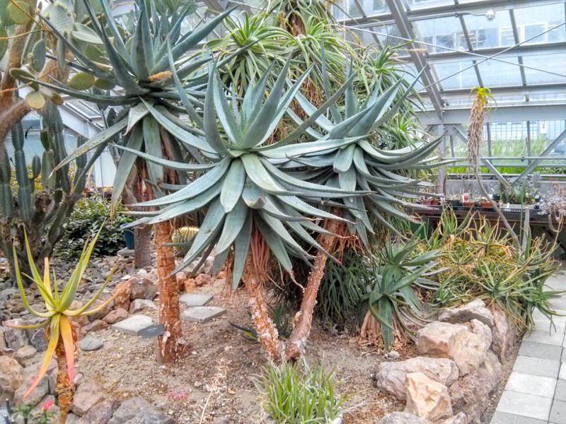 北海道大学植物園 温室園B棟３６