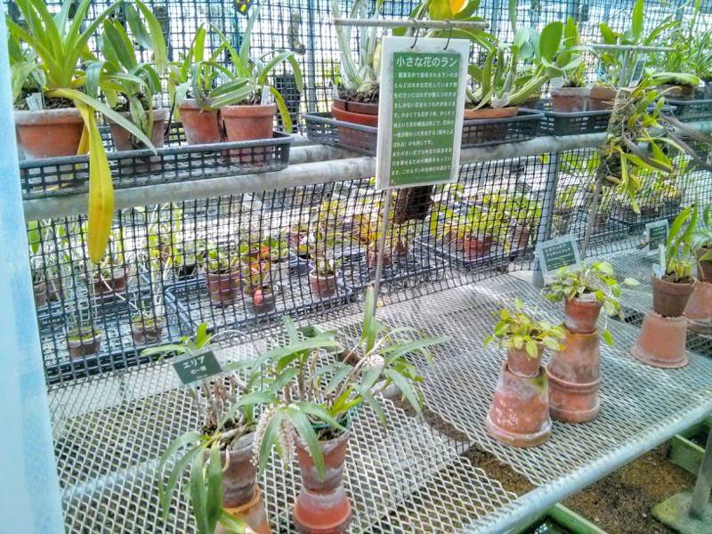 北海道大学植物園 温室園B棟１２ラン科 ７号室