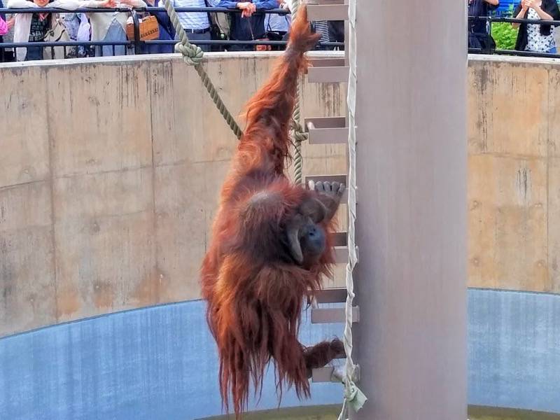旭山動物園-オランウータン5.jpg 旭山動物園 オランウータン5