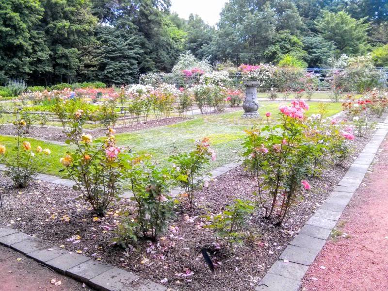 北海道大学植物園-バラ園1.jpg 北海道大学植物園 バラ園1