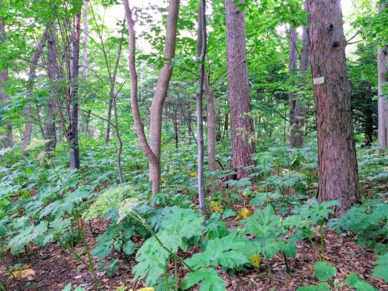 北海道大学植物園-樹木園6.jpg 北海道大学植物園 樹木園6