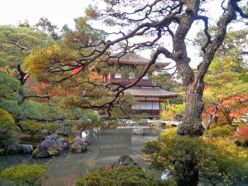 銀閣寺-庭園内の木々3.jpg 銀閣寺 庭園内の木々3