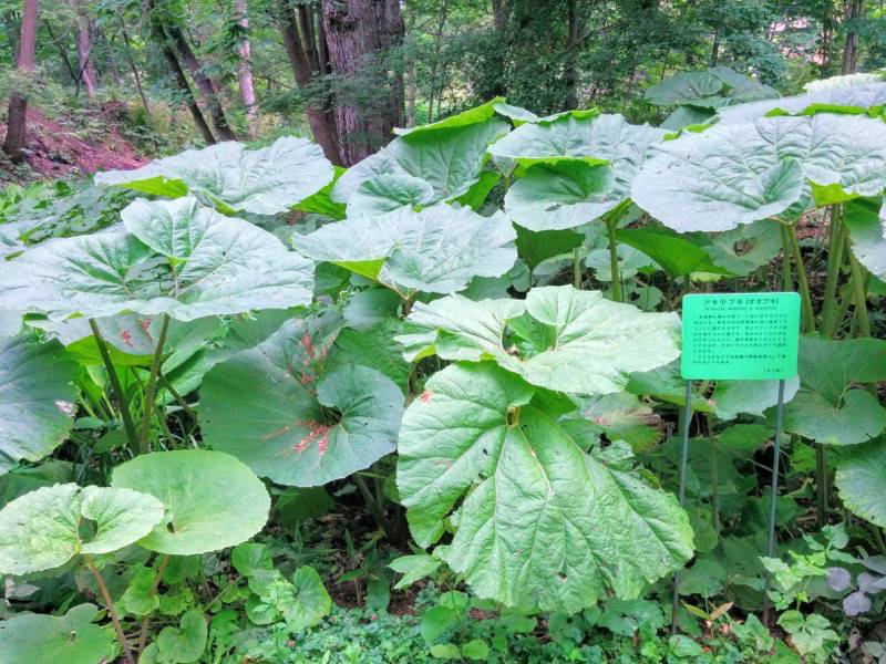 北海道大学植物園-宮部金吾記念館〜灌木園間3.jpg 北海道大学植物園 宮部金吾記念館 灌木園間3