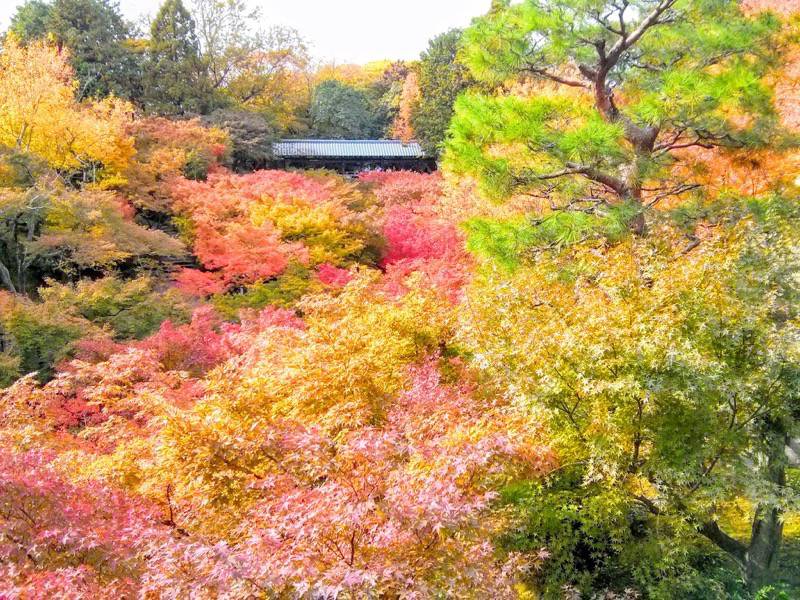 東福寺 通天橋付近の紅葉３