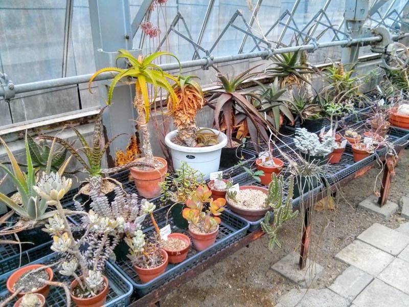 北海道大学植物園 温室園B棟３３多肉植物 ６号室
