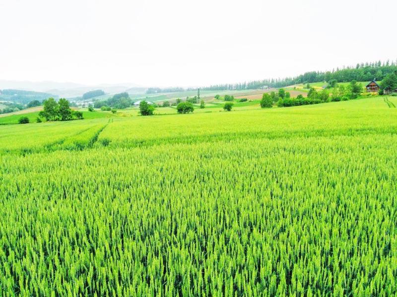 美瑛 三愛の丘６