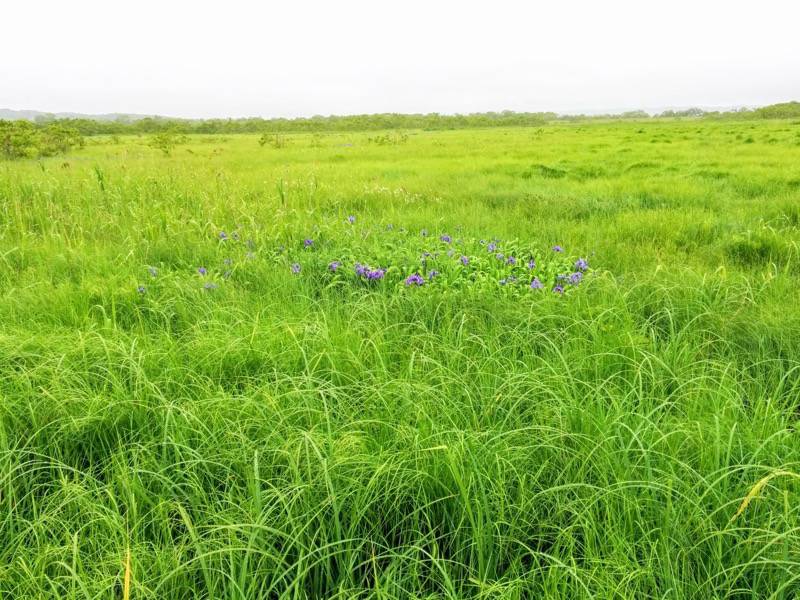 温根内木道5−5.jpg 温根内木道5−5