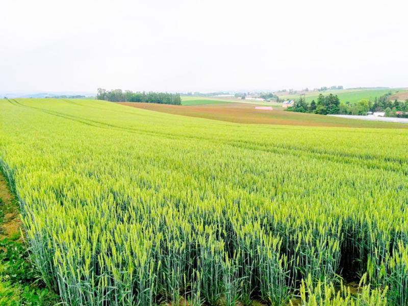 美瑛 親子の木付近の景色６