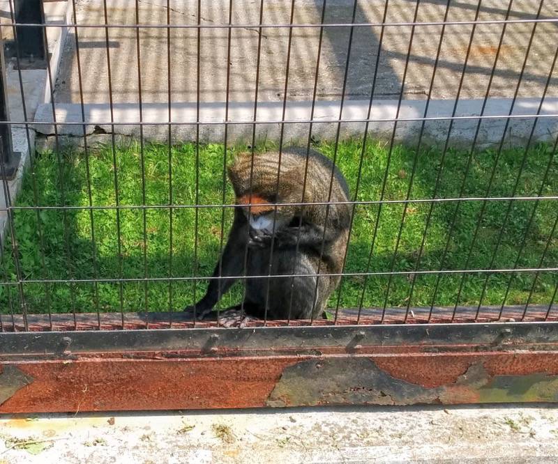 旭山動物園-ブラッザグエノン1.jpg 旭山動物園 ブラッザグエノン1